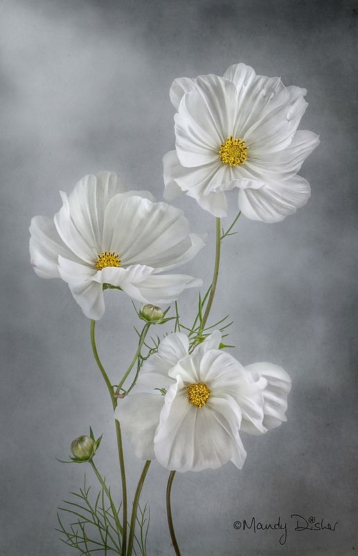 مدل رنگ روغن اورژینال